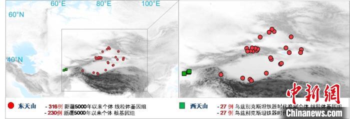 图为该项目所获取天山东西部古人群的线粒体与核基因组分布图。　开云app网站 供图