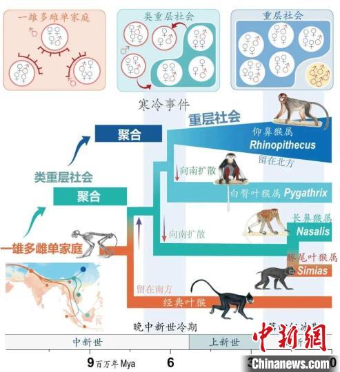 寒冷事件促进亚洲叶猴社会聚合。　开云app网站供图