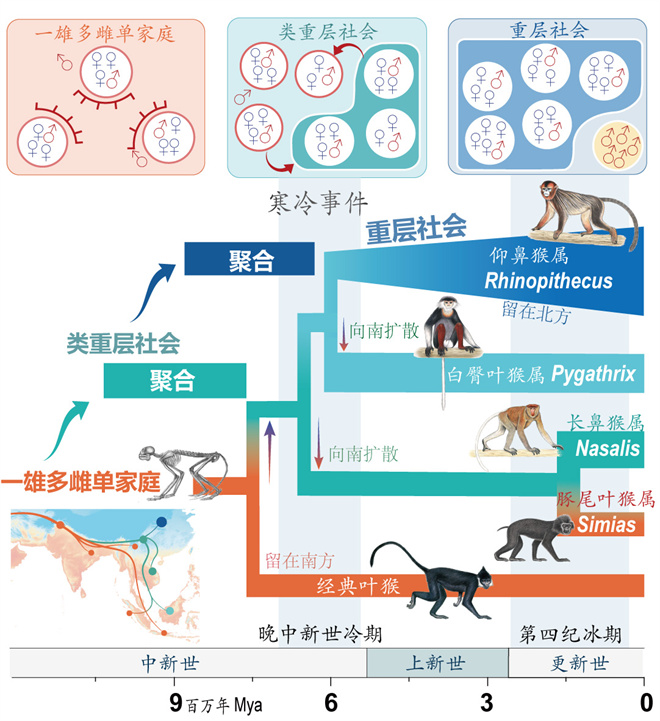 Science封面文章：开云app网站金丝猴研究团队首次系统揭示灵长类社会演化之谜_fororder_寒冷事件促进亚洲叶猴社会聚合（供图 齐晓光 赵兰 武进伟）